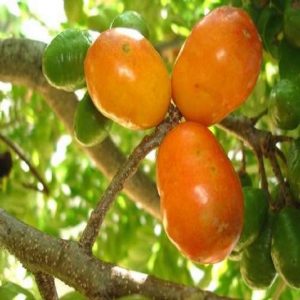 13464-Cajá-Uma-Fruta-Exótica-1-600x600-300x300