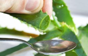 aloe_3
