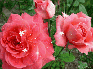 나비장미동영상 rosa